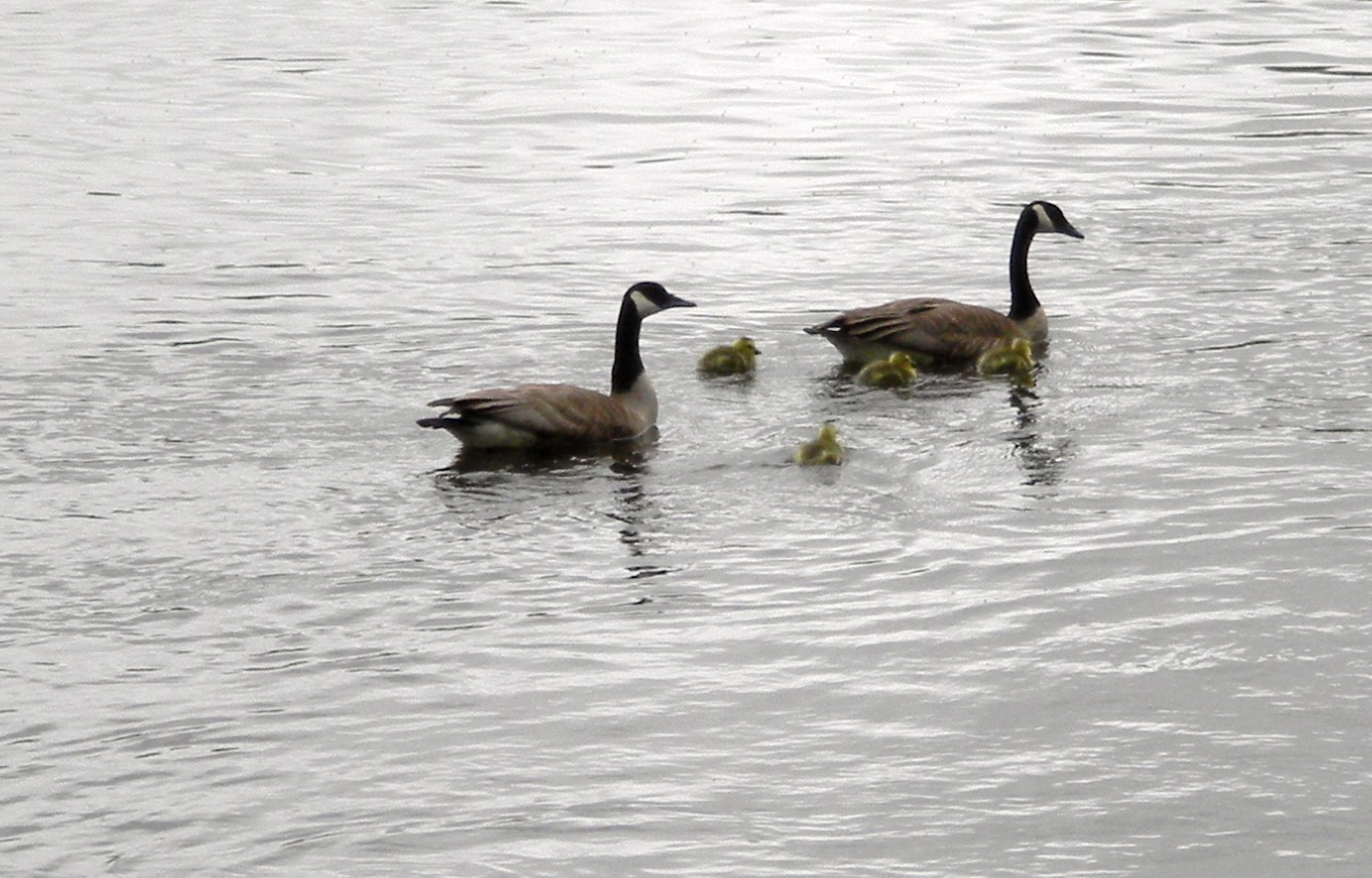 GeesewithChicks rose